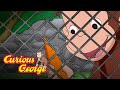 Carrot care  curious george kids cartoon  kids moviess for kids