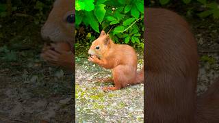 SQUIRREL cracks a nut