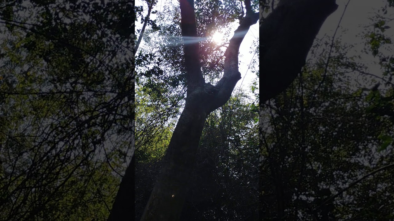 Trees for pains YouTube