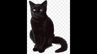 Do Black Cats Really Mean Bad Luck ?