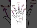 All finger name ।। finger name in english ।। word meaning in english