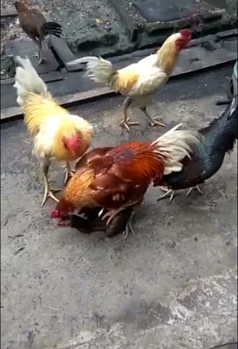 Ayam Kampung Wik - Wik Di Gilir - Chicken Gang Bang ..😅😅😅