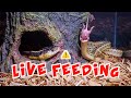 Snake Eats Five Pinkies (Mice) : *WARNING* LIVE FEED