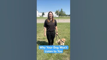 Why Your Dog Won’t Listen (and How to Fix It) 🐾