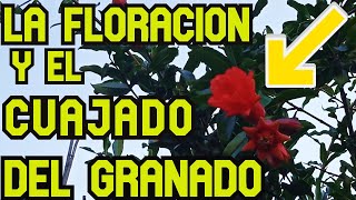 FLORACION Y EL CUAJADO DEL GRANADO