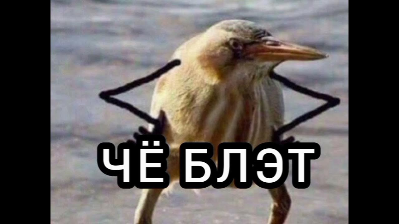 так блэт. выпь блэт. птица блэт. блэд. блэд.