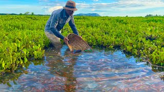 Catching Betta Fish And Wild Betta Fish At The Countryside, Unbelievable Catching (Episode 62)