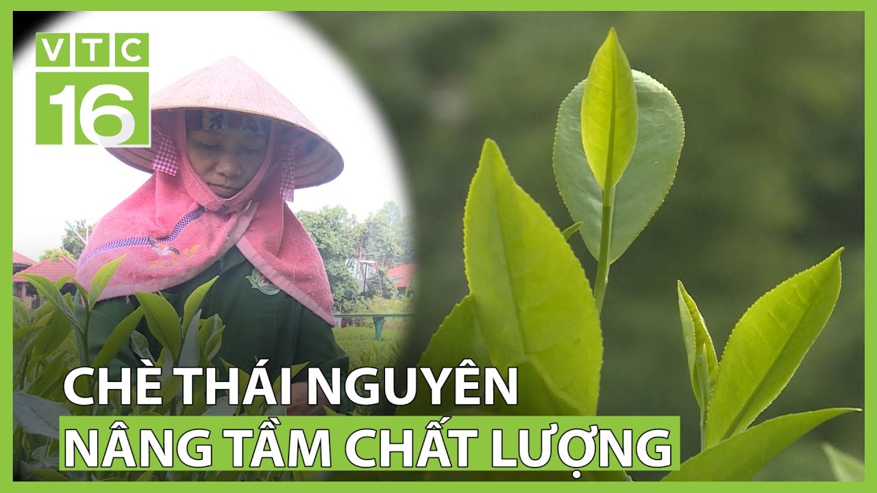 Khám Phá Hương Vị Đặc Trưng Của Chè Thái Nguyên