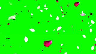 Green screen red yellow mix flowers flying video not copyright free to use
