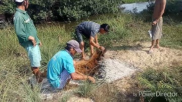 Quăng chài cá rô phi không