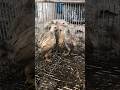 Cross Breeding Ayam Ko Shamo Dan Kate Serama