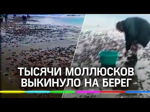 В Магаданской области тысячи мидий прибило к берегам региона