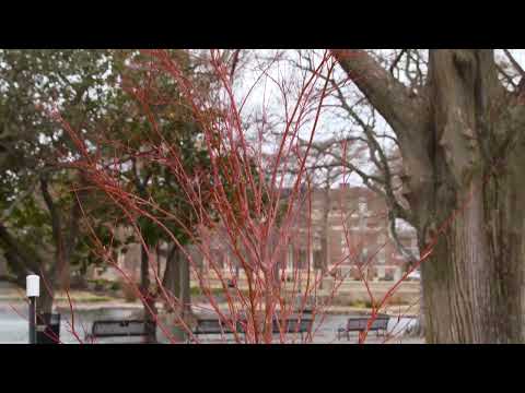 Video: Informasi Coral Bark Tree - Merawat Coral Bark Japanese Maple Trees