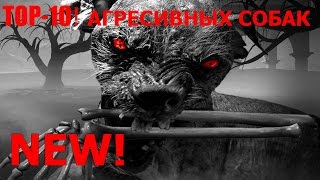 Top-10 Агрессивных Пород Собак Top-10 Агрессивных Пород Собак