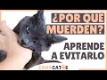 ¿POR QUÉ MUERDEN los gatos? | Aprende a EVITARLO