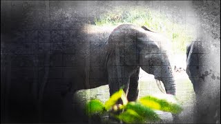 VOA Special Documentary: Saving Gabon's Forest Elephants screenshot 5