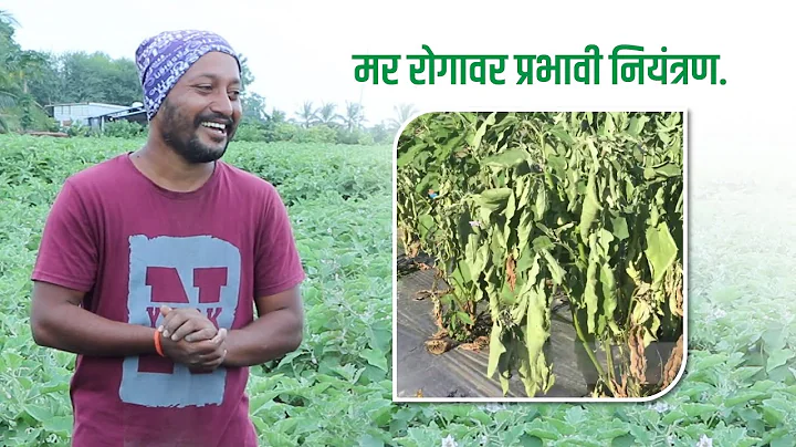 | Crop Wilt Control and root growth | Kay bee Root...