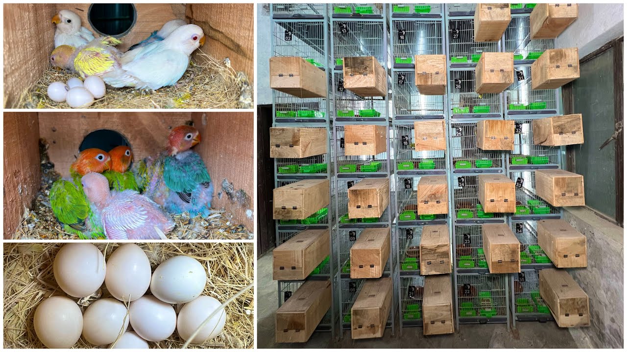 Visited at  Abdul Haseeb Love Bird Breeding Setup/Farm in Multan Pakistan I 2023