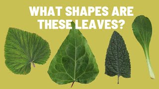 Learn to Recognize Different Types of Leaf Shapes | Plant Leaves