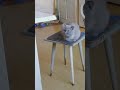 🐱Вислоухие игры🐱