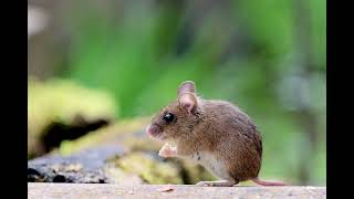 Wood mouse taking lunch on the veranda