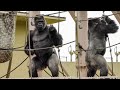 Silverback gorilla Shabani dances beautifully. #4 HIGASHIYAMA ZOO 東山動植物園ゴリラシャバーニの群れ