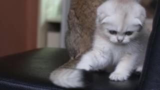 F Litter - Scottish Fold by Ellies Cats 546 views 7 years ago 39 seconds