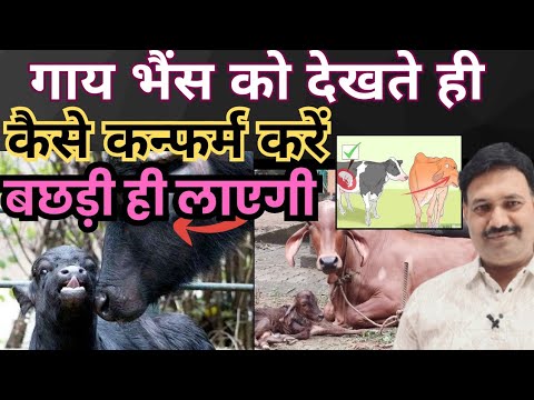 गाय भैंस को देखते ही कैसे कन्फर्म करें बछड़ी ही लाएगी 😇 गाय भैंस का गर्भ कैसे चेक करें