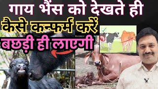 गाय भैंस को देखते ही कैसे कन्फर्म करें बछड़ी ही लाएगी 😇 गाय भैंस का गर्भ कैसे चेक करें