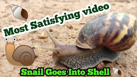 #snail #shell #snailshell Snail goes in Shell
