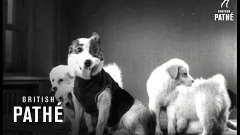 Russian Space Dogs Strelka And Belka (1961)