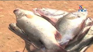 Fishermen in port victoria want the county government of busia to
revive a cold storage facility built at marenga beach save them from
exploitation by mid...