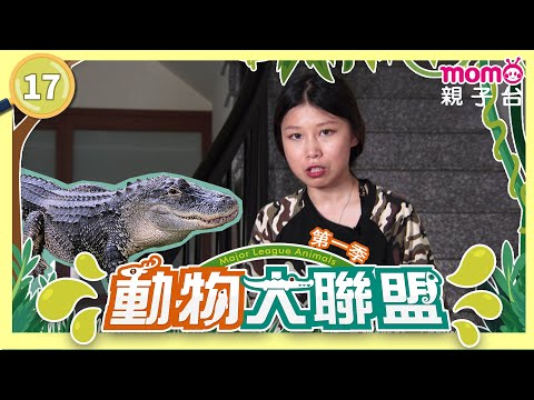 EP17 棲息在淺灘與沼澤中的鱷魚 Crocodile｜完整版｜動物介紹｜寫實紀錄｜《動物大聯盟第1季》｜momokids親子台