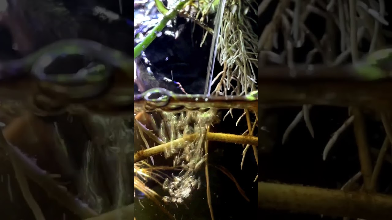 neon tetra in aquarium 