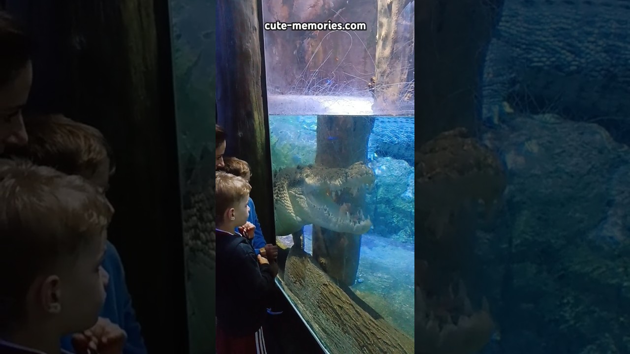 This crocodile 🐊 looks like hungry - Underwater zoo Dubai | #underwaterzoo #dubaimall