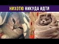 Приколы с котами. Нихотю никуда идти | Мемозг #42