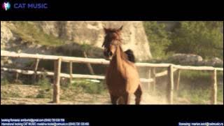 Download lagu Andreea D - Magic Love