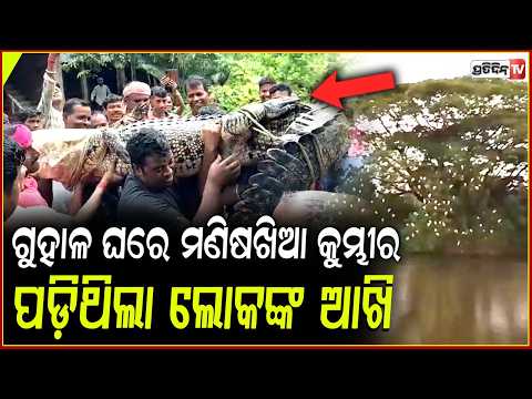 ଗୁହାଳ ଘରେ ଛକି ରହିଥିଲା, ୧୫ ଫୁଟିଆ ମଣିଷଖିଆ ବଉଳା କୁମ୍ଭୀର l 15-foot crocodile rescued in Kendrapara