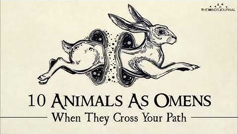 10 Animals As Omens and Their Meaning When They Cross Your Path