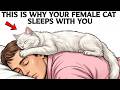 Why Your Female Cat Sleeps Next to You at Night (The Hidden Meaning Explained) 🐾