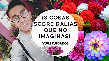 ¿Qué simbolizan las dalias rosas?