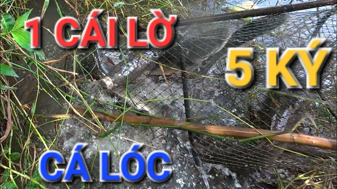 CÁCH TÔI ĐẶT LỜ DƯỚI SÔNG MÙA NƯỚC NỔI DÍNH CÁ THẤY MÊ