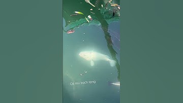 22.5.23. Cá mú bạch tạng - Cam Ranh - Khánh Hoà - Viet Nam #grouperfish #subscribetomychannel