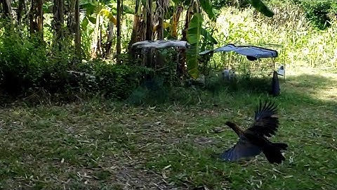 Slow Mode Fly - Jungle Fowl Mixed Bantam Qaib Dib