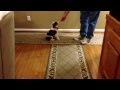Basic Puppy Obedience Training at 8 Weeks Basic Puppy Obedience Training at 8 Weeks