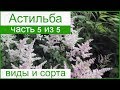 🌼 Виды и сорта астильбы садовой