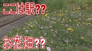 【駅に行って来た】JR東日本羽越本線岩船町駅にあるお花畑の正体？いったいどーなってるん??