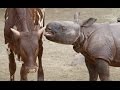 Rhino Calf Meets Unlikely Friend