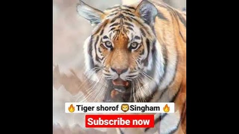 Singham tiger shorof stutas 🔥🦁💥😱#shorts #youtubeshorts #shortvideo
