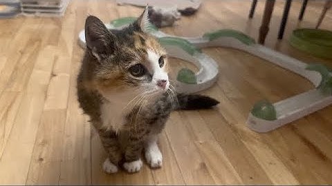 Something’s Got to Give When You’re 26 Years old 😳 Cutest Senior Cat